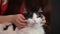 Close up of female hands stroking a big black and white cat. Girl caresses a pet. The cat enjoys stroking