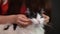 Close up of female hands stroking a big black and white cat. Girl caresses a pet. The cat enjoys stroking