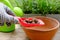 Close-up of female hands transplant seedlings into ceramic pot, young lavender plants in tray, gardener pours claydite balls on