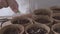 close-up of female hands transplant seedlings into seedling cardboard cups, sprouted seeds of cucumber vegetable plants, spring