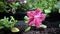 Close up of the female hands watering the planted petunia seedling in garden boxes