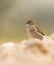 Close-up of female House Sparrow