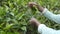Close up of female indian worker picking fresh leaves from green bushes on farm. Unrecognizable hands of woman harvest