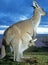 Close up of female kangaroo with baby in her pouch