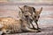 Close up of female Kangaroo with Joey - baby Kangaroo - in Australia
