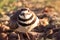 Close up of a female killdeer