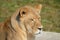 Close up Female lion