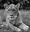 Close up Female lion is one of the four big cats