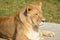 Close up Female lion is one of the four big cats