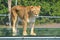 Close up Female lion is one of the four big cats