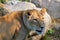 Close up Female lion is one of the four big cats in the genus Panthera