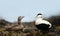 Close-up of a female and male common eiders in seaweeds