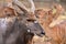 Close up of female and male nyala head