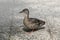 Close-up of a female Mallard Duck Anatidae