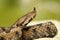 Close-up of female nosed viper