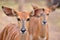 Close up of female nyala head