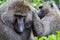 Close-up of female olive baboon grooming male