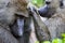 Close-up of female olive baboon grooming mate