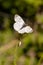 Close up of a female Orange Tip Anthocharis cardamines butterfly with blurred background