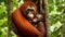 Close up of the female Orangutan with a baby in a tree