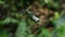 Close up of a female orb web spider (Argiope aetherea) with an unknown weird insect