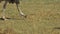 Close up of a female ostrich feeding at amboseli