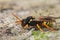 Close up of a female Painted Nomada bee , Nomada fucata , a cleptoparsite