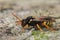 Close up of a female Painten Nomada bee ,Nomada fucata, a cleptoparsite on the Yellow legged mining bee