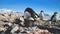 Close-up female penguin with babies. Antarctica.