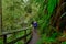CLOSE UP: Female photographer treks along a scenic boardwalk in Hoh Rainforest.