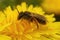 Close up on a female of the rare Andrena humilis, a specialist mining bee on yellow andelion flower