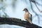 Close up female Red Collared Dove (Streptopelia tranquebarica) perching on branch.