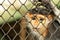 The close up of female red-shanked douc langur face