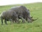 A close up of a female rhino / rhinoceros and her calf