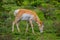 Close up of a female rocky mountain mule deer, Odocoileus hemionus eating grass in Yellowstone National Park in Wyoming