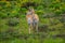 Close up of a female rocky mountain mule deer, Odocoileus hemionus walking in a grassland in Yellowstone National Park