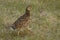 Close up of a female Ruffed Grouse running across grass