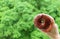 Close up of Female`s Hand Holding a Chocolate Coated Doughnut with Blurred Vibrant Green Foliage in Background