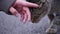 Close up of female\'s hand petting a cat