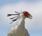 Close up of a female Secretary Bird