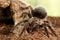 Close-up of female of spider tarantula  Brachypelma albopilosum on the snag on green leaves background