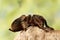 Close-up female of spider tarantula  sits on the snag on green leaves background.