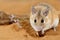 Close-up female spiny mouse eats insect on sand and looks at camera.
