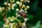 Close up of a female stingless honey bee on leafs and flowers