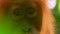 Close up of Female Sumatran Orangutans in rainforest