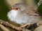 Close up of a female superb fairy wren puffed up in wintry wind in Queensland, Australia