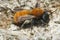 Close up of a female tawny mining bee, Andrena fulva