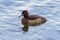 Close up of a female tufted duck reflected in rippled water