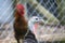 Close-up of female turkey featuring blue and red featherless head, blurred rooster in the background