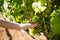 Close-up of female vintner harvesting grapes